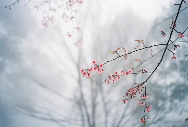 Flower photograph