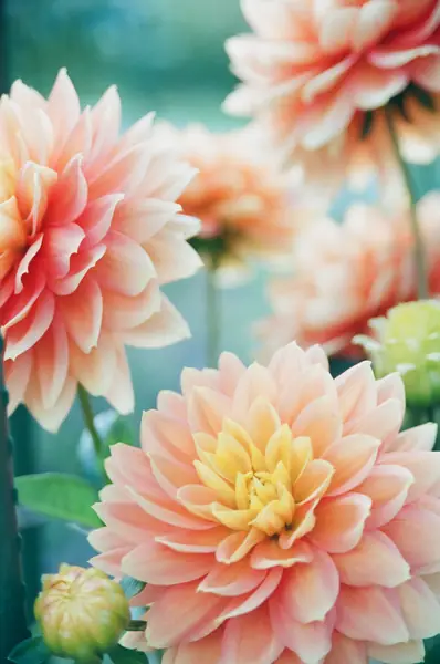 Flower photograph
