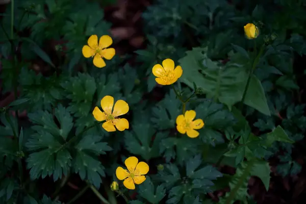 Flower photograph