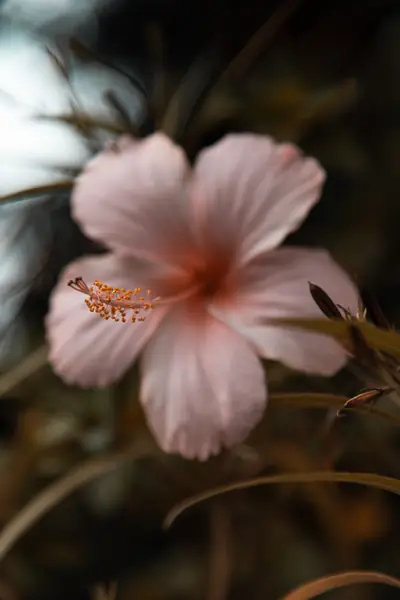Flower photograph