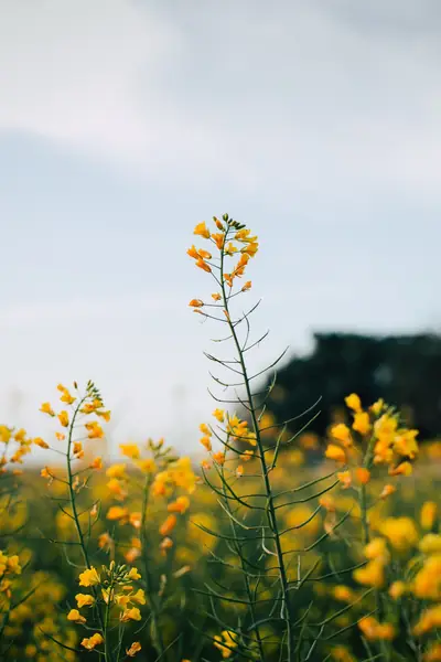 Flower photograph