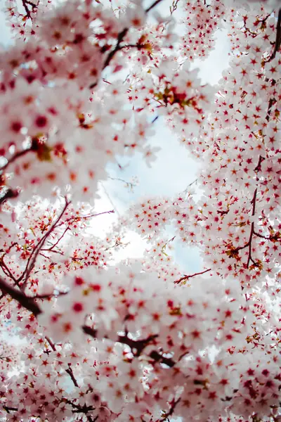 Flower photograph