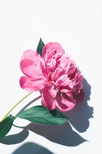 Flower photograph