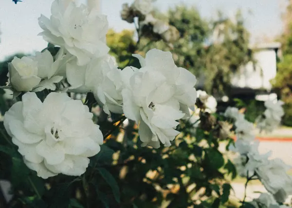 Flower photograph