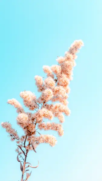 Flower photograph