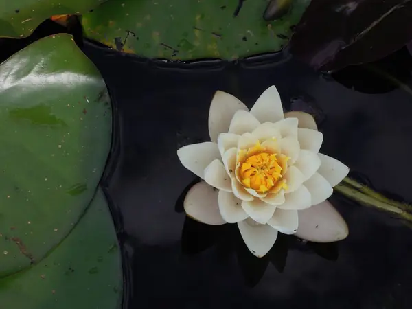 Flower photograph