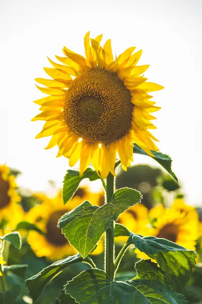 Flower photograph