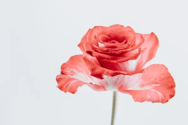 Flower photograph