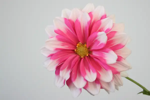 Flower photograph