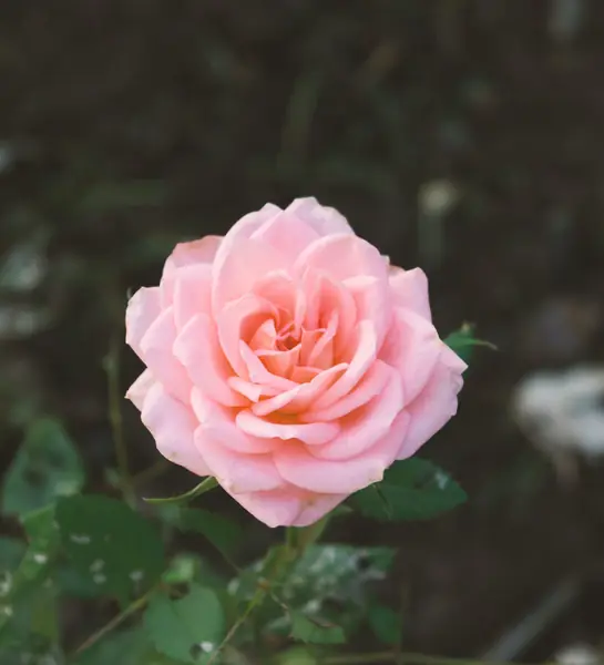 Flower photograph