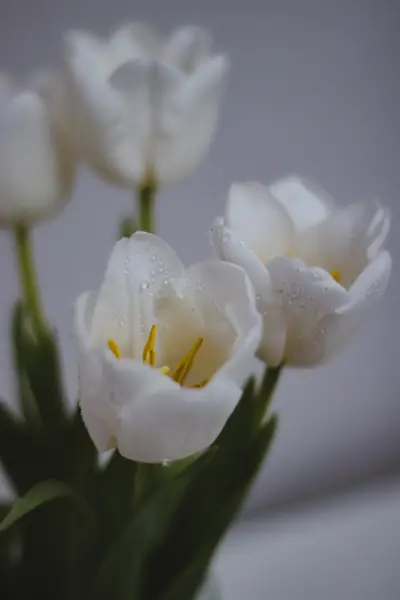 Flower photograph