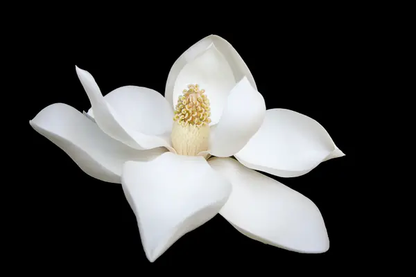 Flower photograph