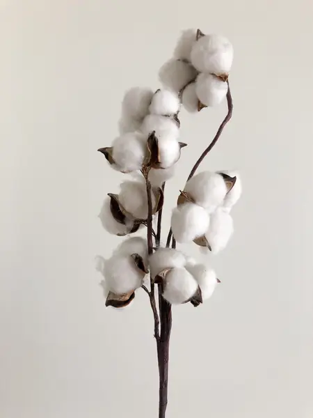 Flower photograph