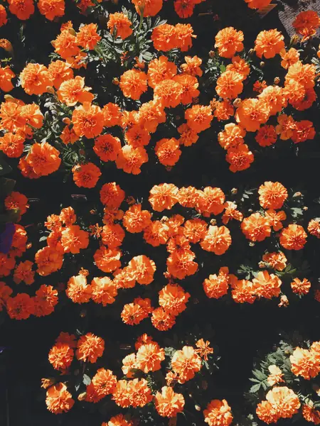 Flower photograph