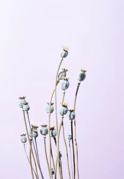 Flower photograph