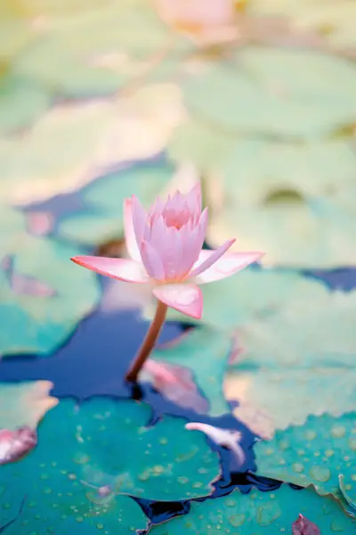 Flower photograph