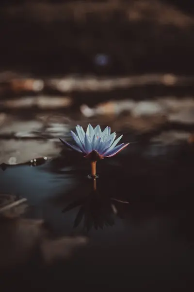 Flower photograph