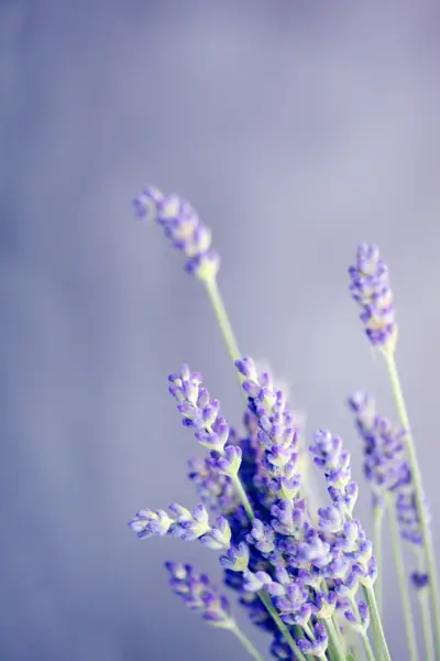 Flower photograph