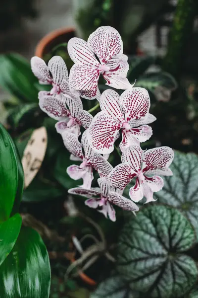 Flower photograph