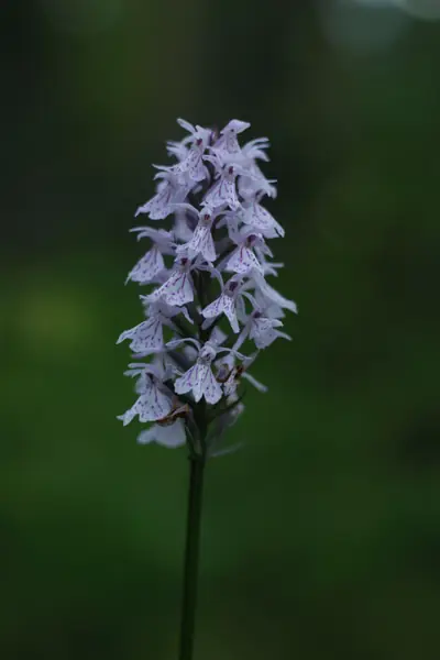 Flower photograph