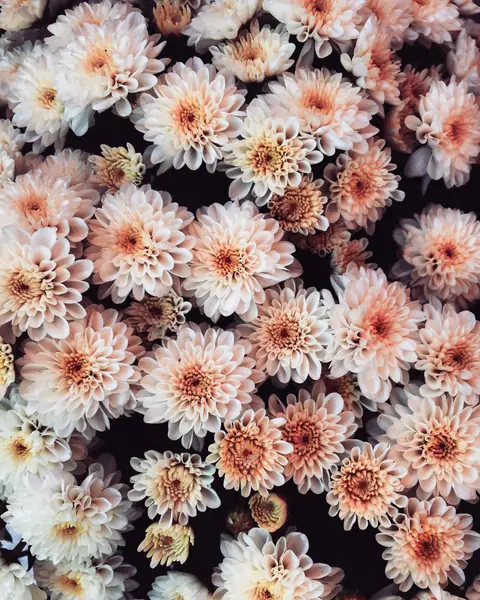 Flower photograph