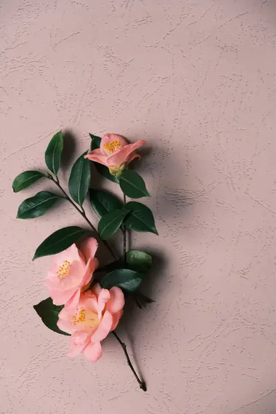 Flower photograph