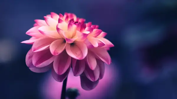 Flower photograph