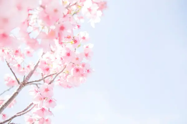 Flower photograph