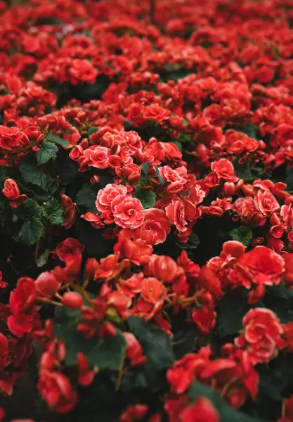 Flower photograph