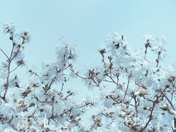 Flower photograph