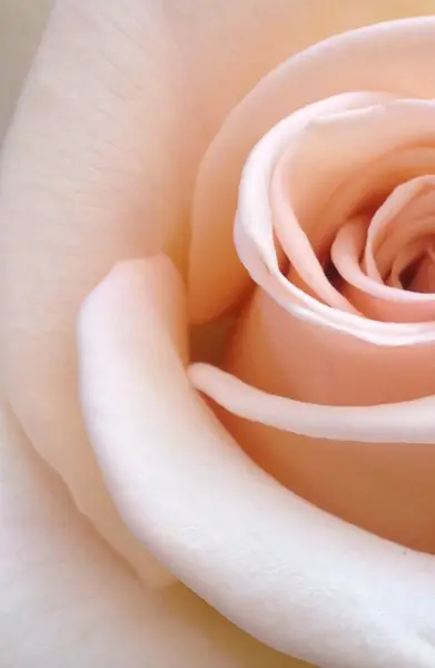 Flower photograph