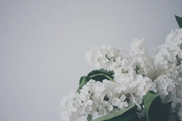 Flower photograph