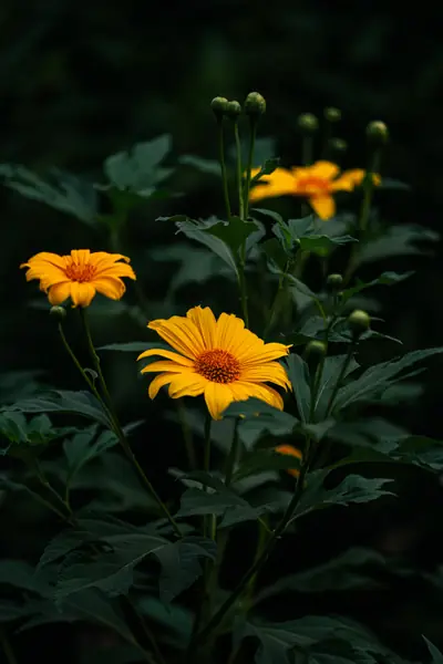 Flower photograph