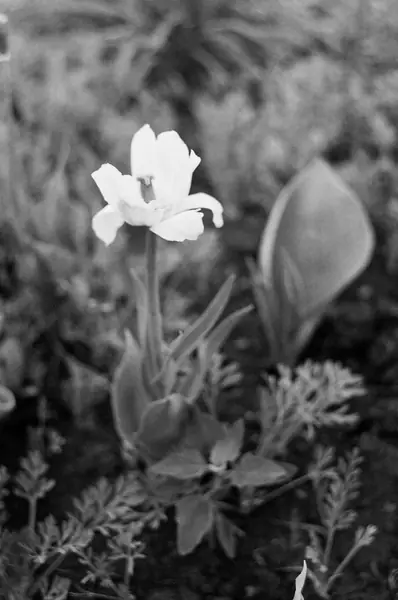 Flower photograph