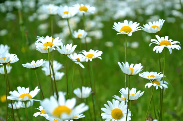 Flower photograph