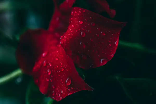 Flower photograph