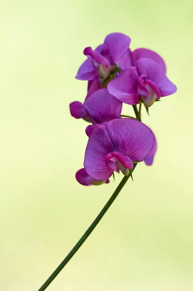 Flower photograph