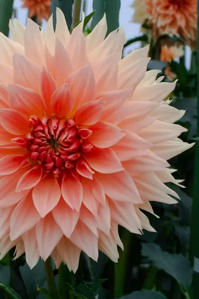 Flower photograph
