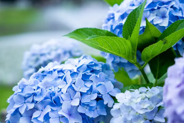 Flower photograph