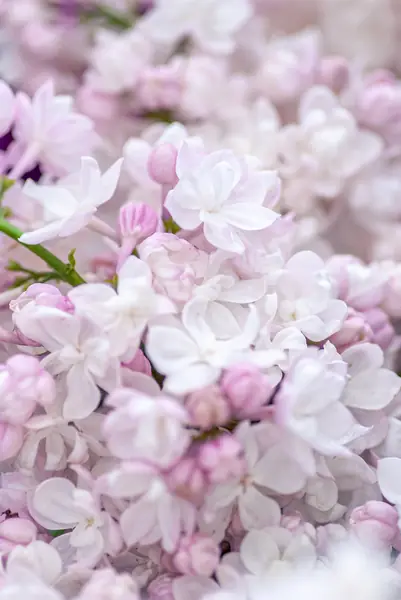 Flower photograph