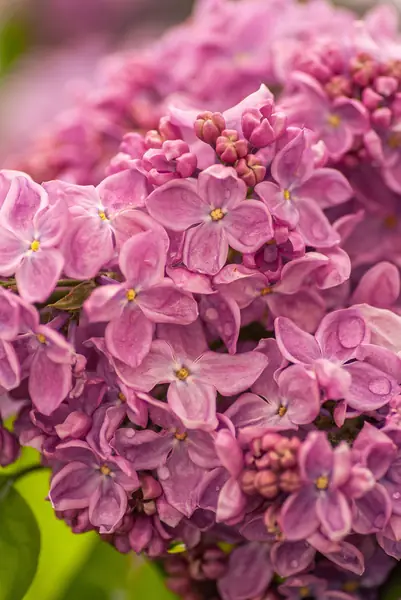 Flower photograph