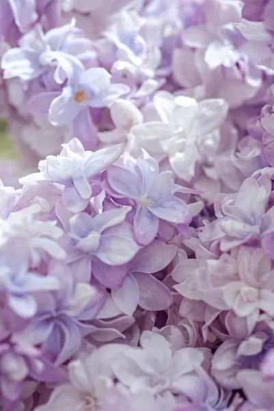 Flower photograph