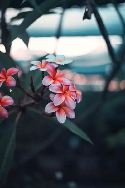 Flower photograph
