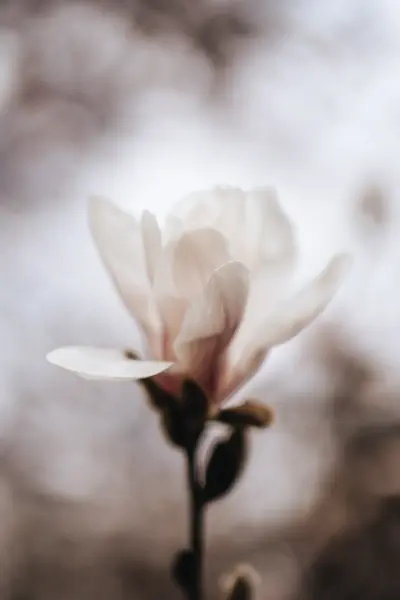 Flower photograph