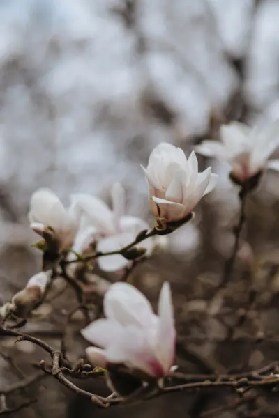 Flower photograph