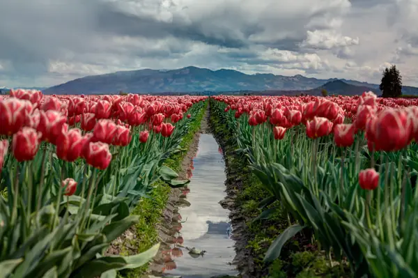 Flower photograph