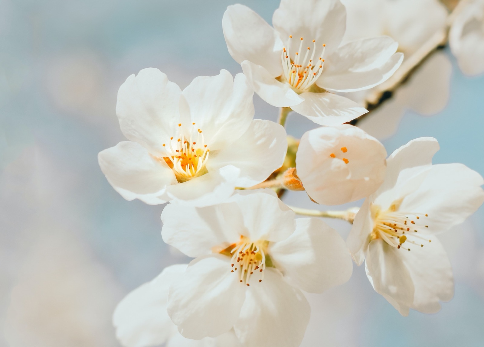 White blossoms from Ibrahim’s curated flower collection